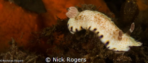 Gold-Spotted Chromodoris by Nick Rogers 